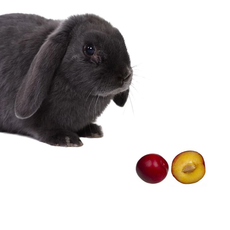 Are Plums Safe for Rabbits
