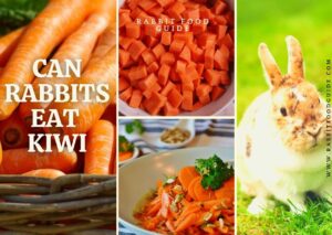CAN-RABBITS-EAT-CARROT