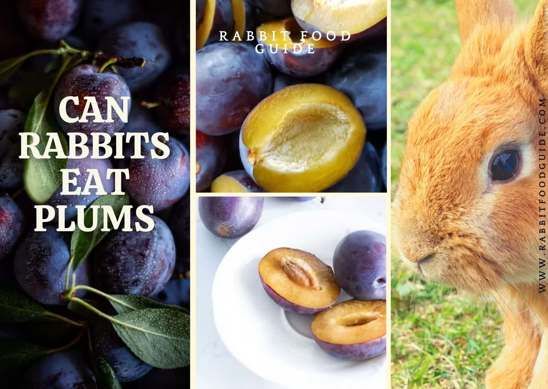 Can Rabbits Eat Plums